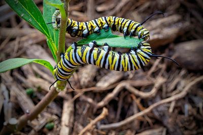 Close-up of two caterpillars on leaf