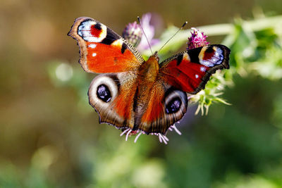 Close-up of butterfly pollinating on orange flower