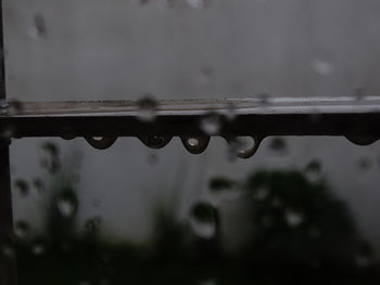 Close-up of raindrops on plant during rainy season