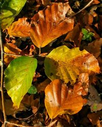 Close-up of autumn leaves on field