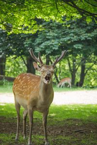 Deer in forest