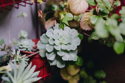 Close-up of white flowering plant
