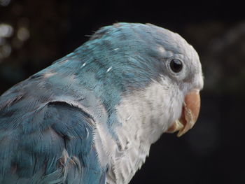 Close-up of parrot