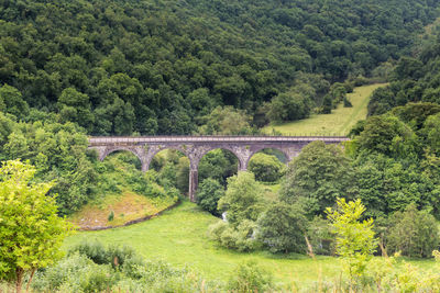 Arch bridge amidst trees in forest