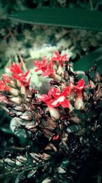 Close-up of red flower