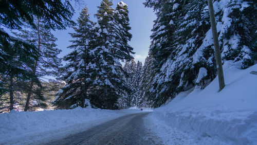 Snow covered road amidst trees