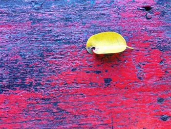 Close-up of yellow leaf