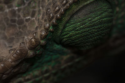 Close-up of snake