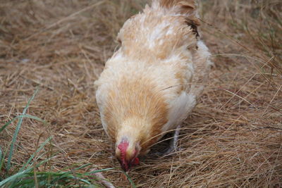 Close-up of bird on field