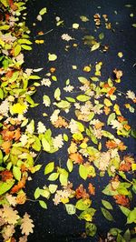Close-up of fallen maple leaves floating on water