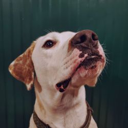 Close-up of dog looking away