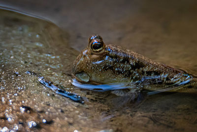 Close-up of frog swimming in water