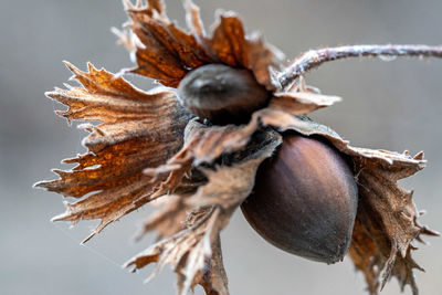 Close-up of dried leaves on plant during winter