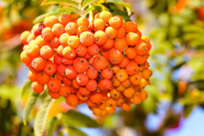 Close-up of berries growing on plant