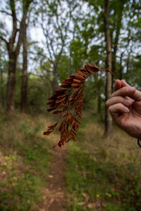Cropped hand of person holding leaves in forest
