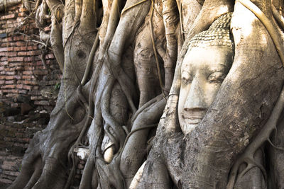 Close-up of buddha statue in tree trunk