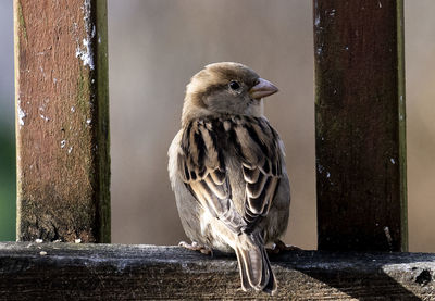 Little sparrow between deck posts