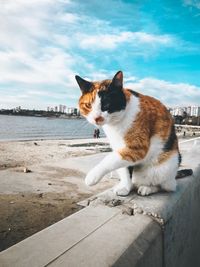 Cat looking away