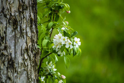 Close-up of white flowering plant against tree trunk