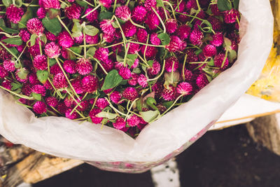 Close-up of pink flowers