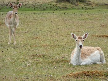 Portrait of sheep on field