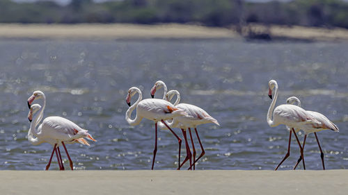 Flock of flamingos on beach