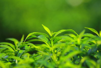 Close-up of green leaves