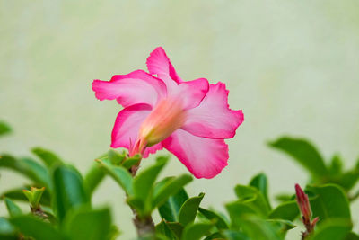 Close-up of pink flower