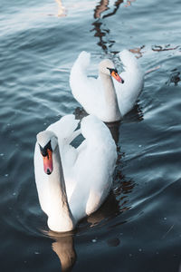 High angle view of swans swimming in lake