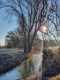 Bare trees by river against sky