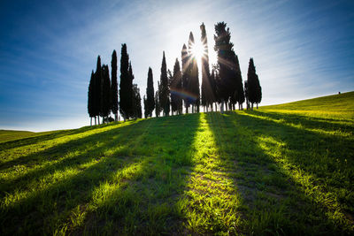 Panoramic view of trees on field against sky