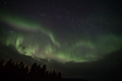 Low angle view of trees against sky at night