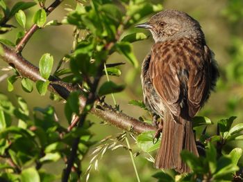 Close-up of bird perching on branch