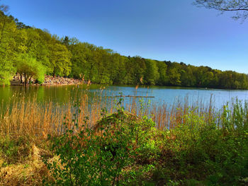 Scenic view of lake in forest against clear sky