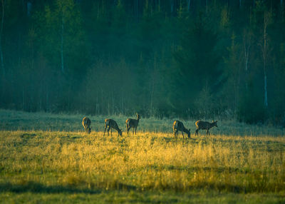 A beautiful misty morning with wild red deer herd grazing in the meadow. 