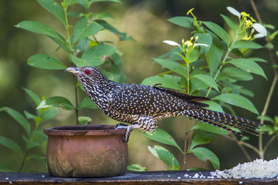 Close-up of bird perching on potted plant