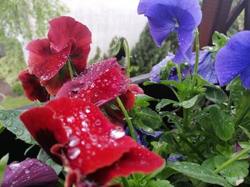 Close-up of wet red flowering plant