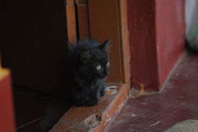 Close-up of black cat