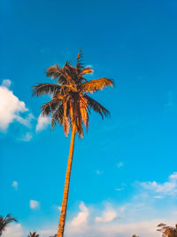 Low angle view of palm tree against sky