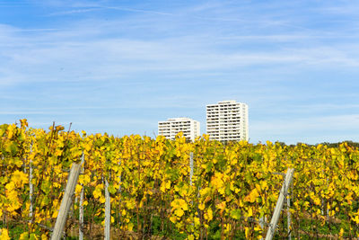Scenic view of sunflower field against sky