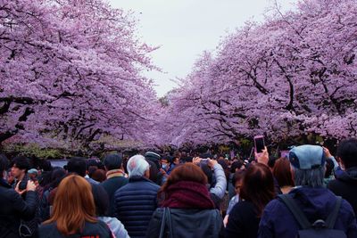 View of cherry blossoms against sky