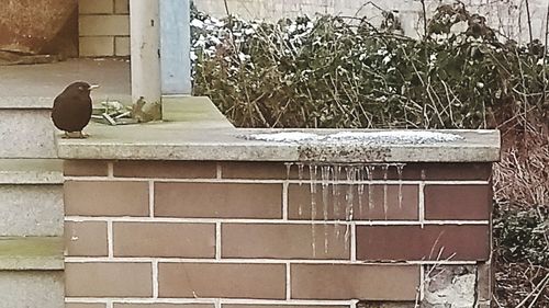 Bird perching on retaining wall