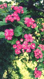 Close-up of pink flowering plants