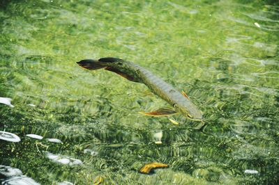 Lizard on water