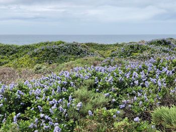 Purple flowering plants by sea against sky