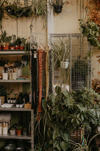 Potted plants in greenhouse