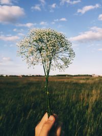 Close-up of hand holding flower on field against sky