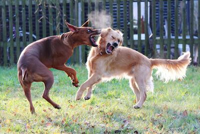 Two dogs fighting on lawn