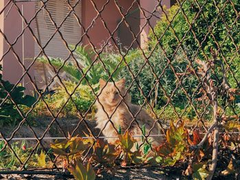 Cat seen through chainlink fence