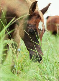Close-up of horse in grass
